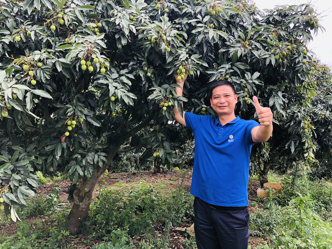 郑永宁在跟踪荔枝示范园长势.jpg