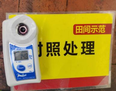 示范葡萄底部果糖度比对照高1.2度 2.jpg