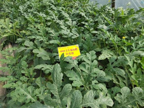 示范西瓜叶色浓绿、叶片宽厚、黄化少.jpg
