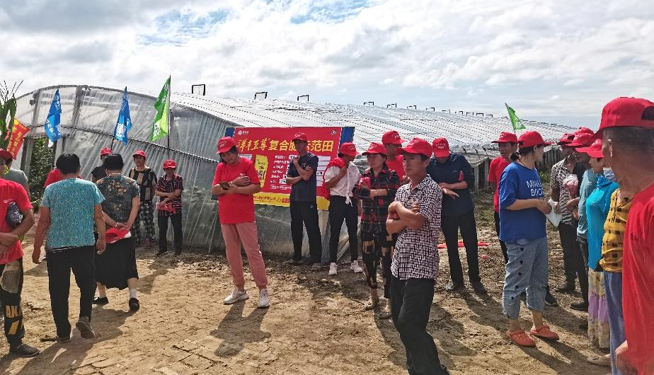 图1  8月15日洋丰至尊番茄示范田观摩会现场.jpg